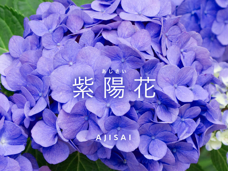 ペーパーグラス・四季シリーズ・紫陽花/夏