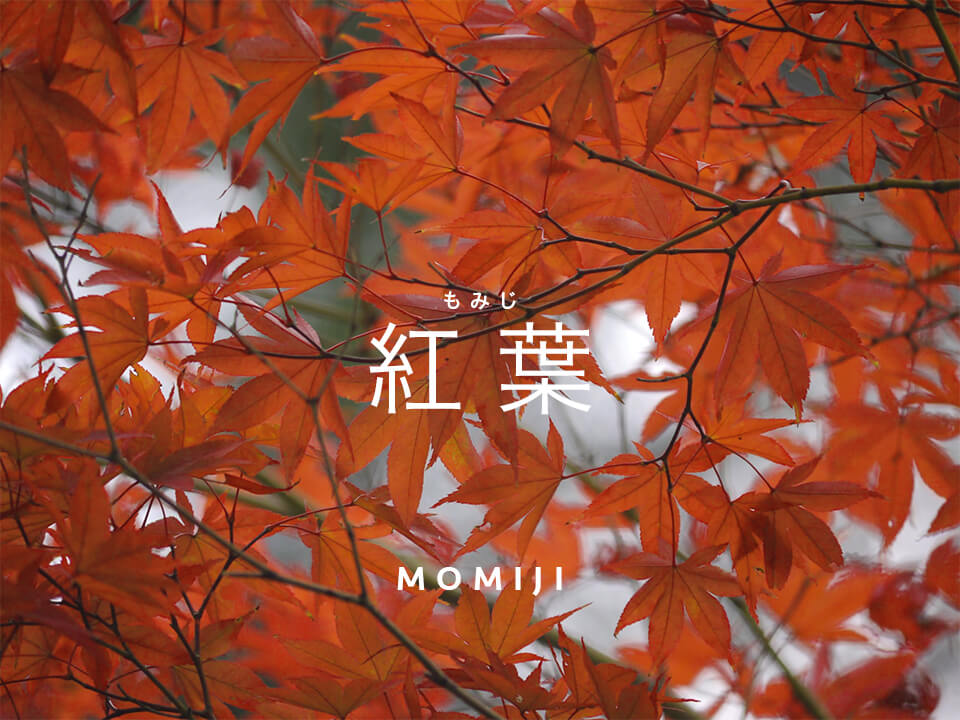 ペーパーグラス・四季シリーズ・紅葉/秋