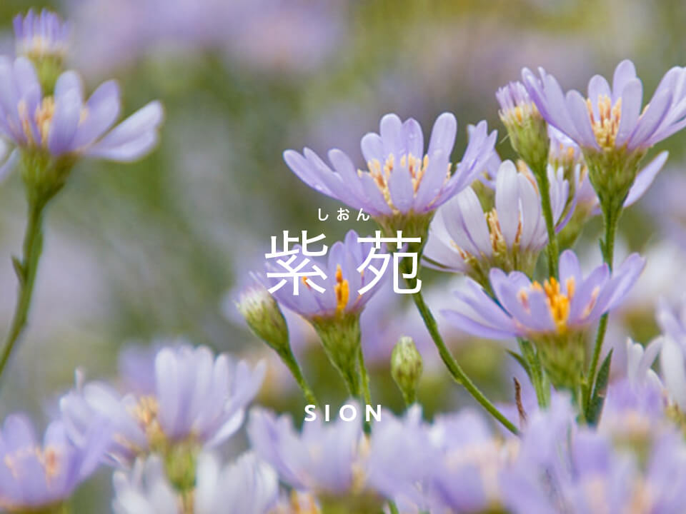 ペーパーグラス・四季シリーズ・紫苑/秋